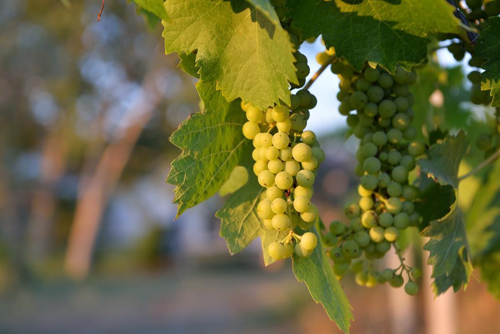 Agriturismo Arte Et Agricoltura Tuscania Luaran gambar